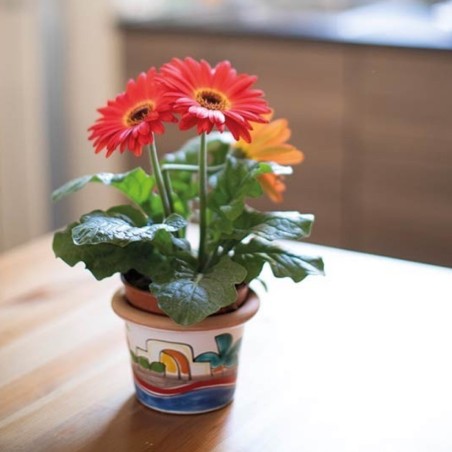Plant Pots